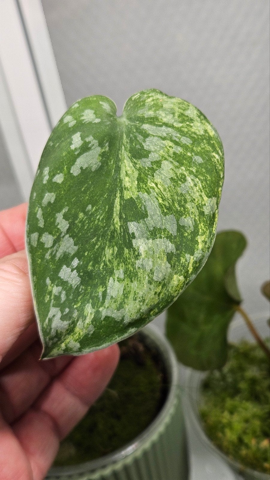 Zeer zeldzame Scindapsus Exotica Tembaga Variegata, Huis en Inrichting, Kamerplanten, Minder dan 100 cm, Halfschaduw, Ophalen of Verzenden