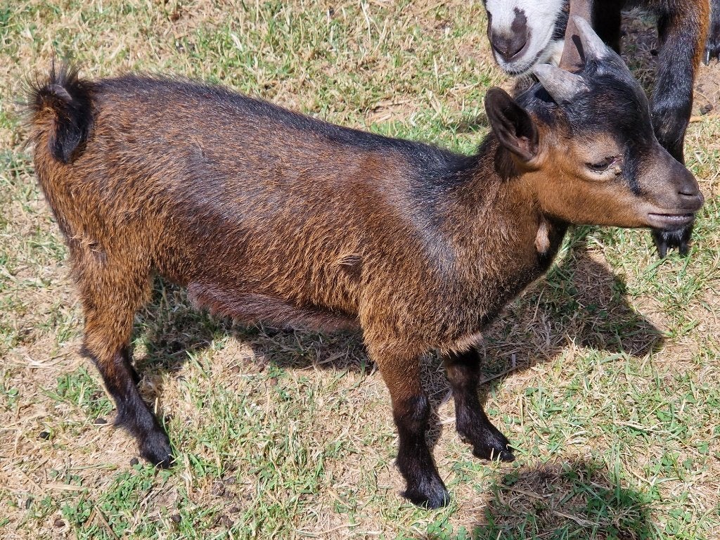 NOOI DWERGGEITEN BOKJE, Dieren en Toebehoren, Schapen, Geiten en Varkens, Mannelijk, Geit