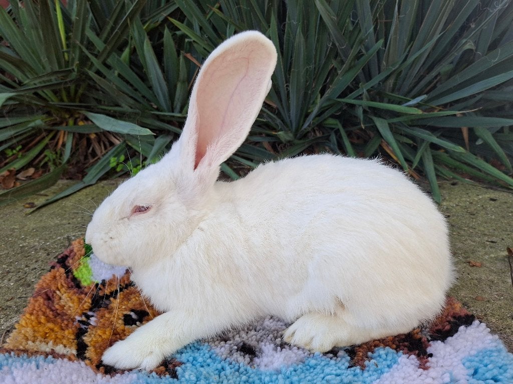 Duitse reus, Mannelijk, Groot, 0 tot 2 jaar