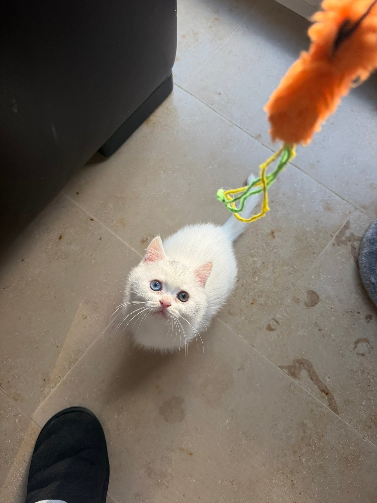 Britse korthaar odd eyed mannetje, Kater