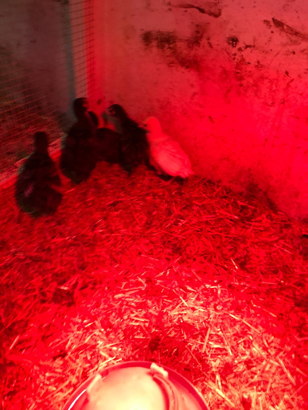 Kalkoen kuikens, Dieren en Toebehoren, Geslacht onbekend, Kalkoen
