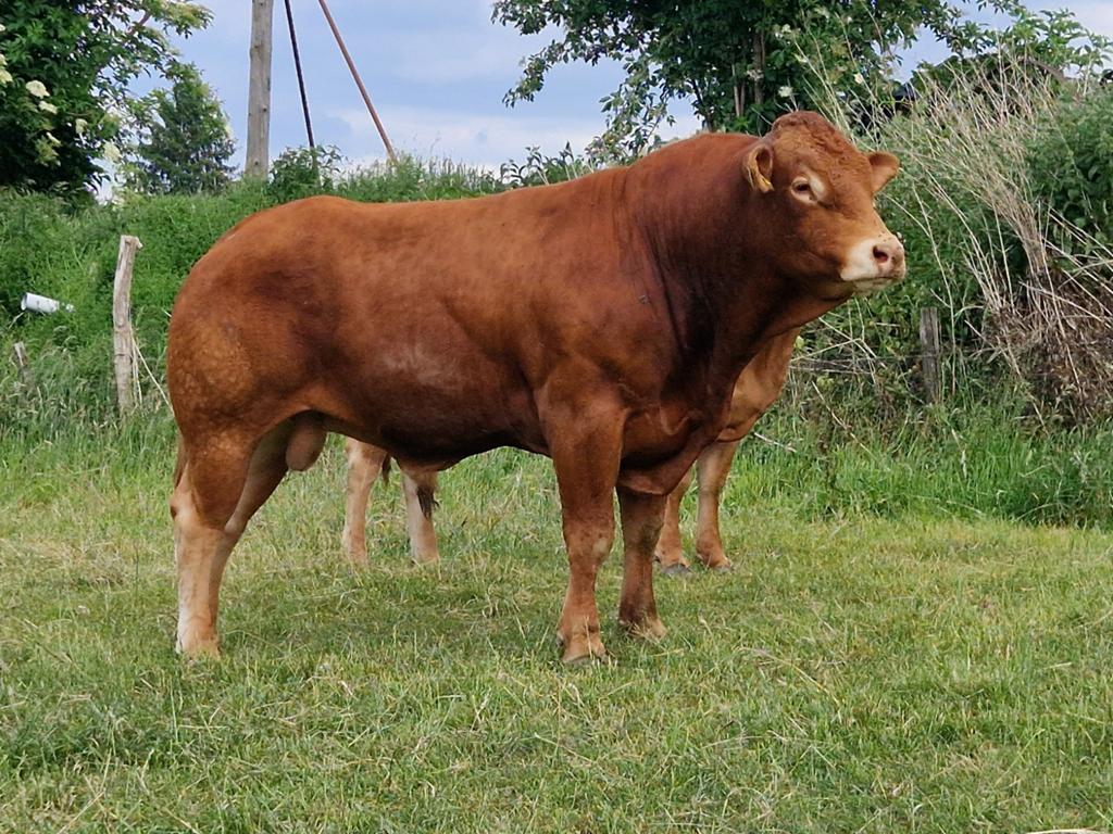 Dekstier Limousin te koop, Dieren en Toebehoren, Runderen, Mannelijk