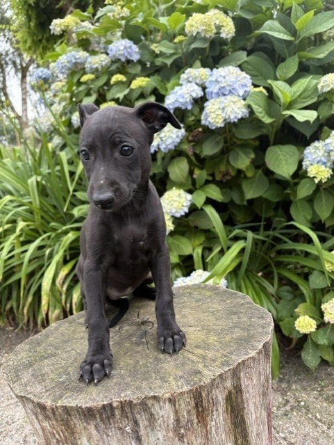Prachtige whippet pups te koop, Parvo, Nederland, Whippet, 8 tot 15 weken