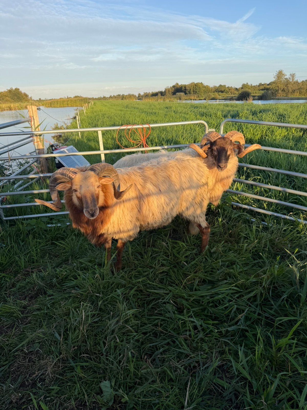 Drents heideschaap dekrammen, Mannelijk, Schaap, 0 tot 2 jaar