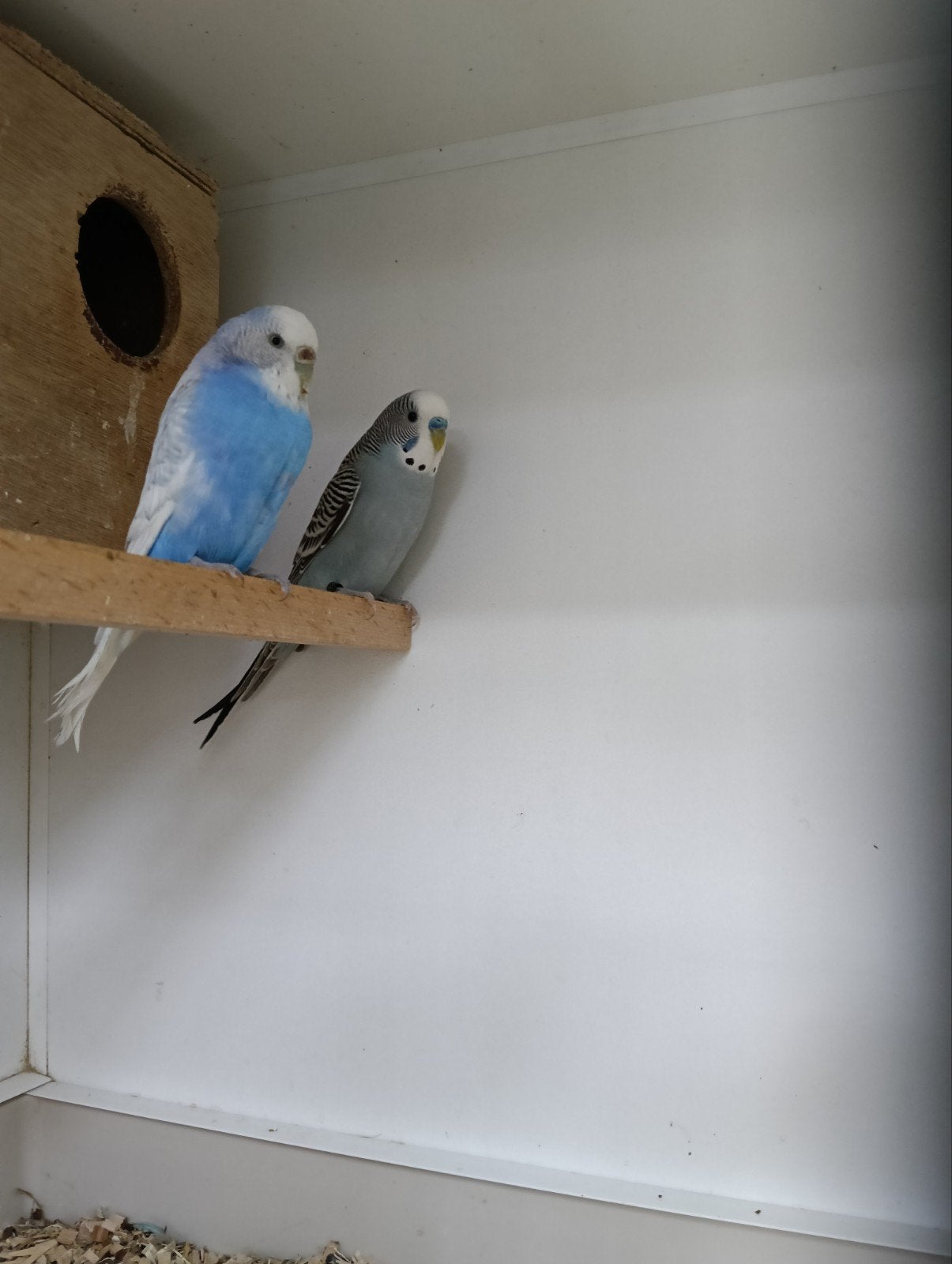 2 koppeltjes grasparkieten, Meerdere dieren, Parkiet, Geringd