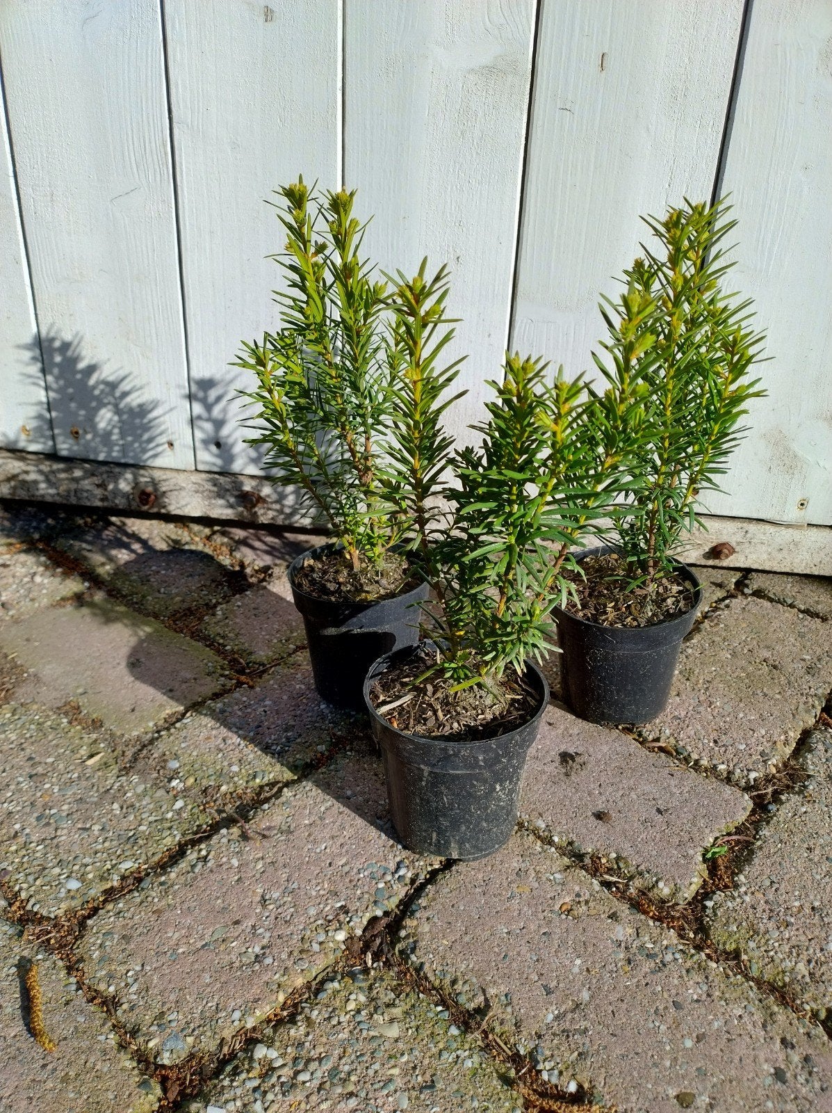 Verschillende soorten haag taxus beschikbaar in P9 pot., Overige soorten, Volle zon, Vaste plant, Ophalen of Verzenden