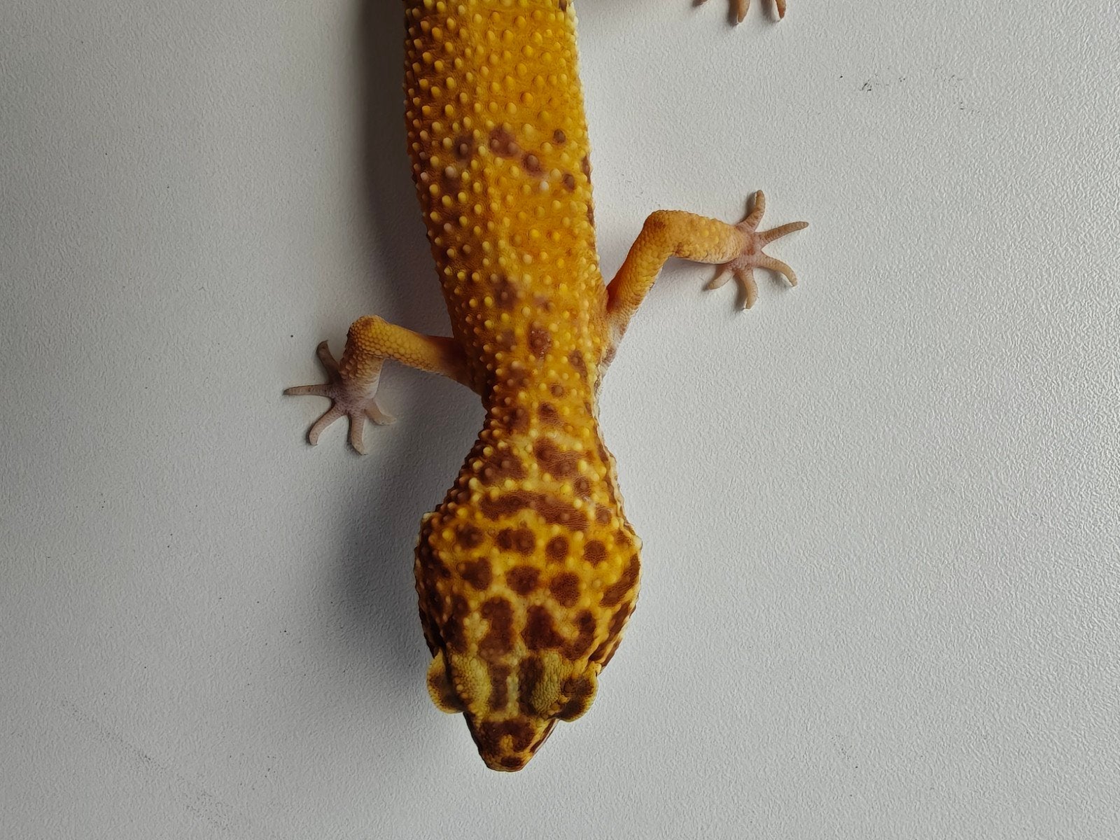 Mooie oranje Tangerine luipaardgekko te koo Leopard Gecko photo 5
