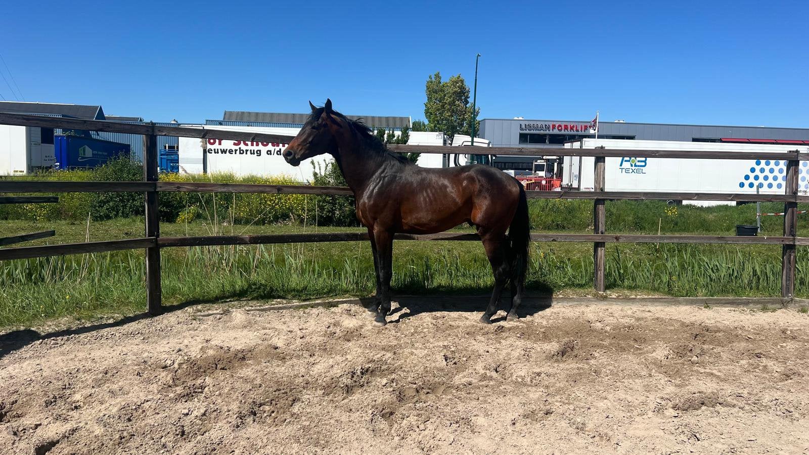 3 jarige springpaard, vader: Conrad Z,, Dieren en Toebehoren, Springpaard, 175 cm of meer, Hengst, 3 tot 6 jaar