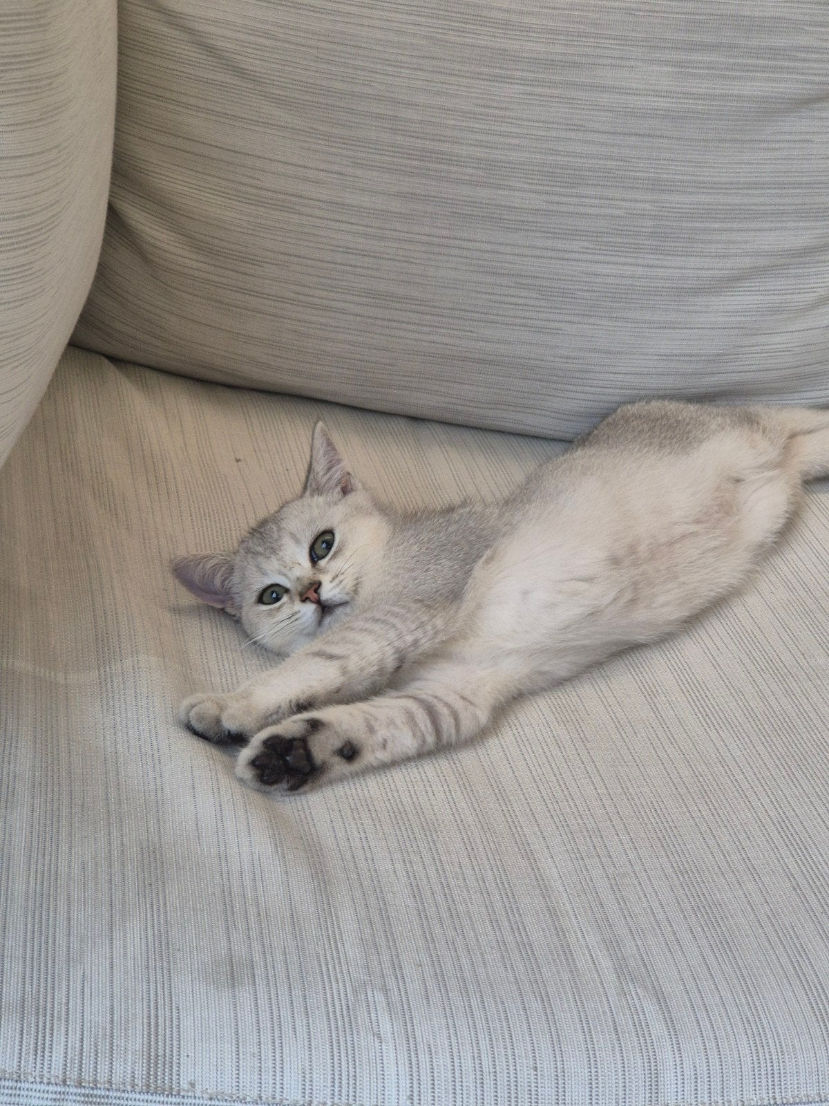 Brits korthaar kitten katertje, Dieren en Toebehoren, Meerdere dieren