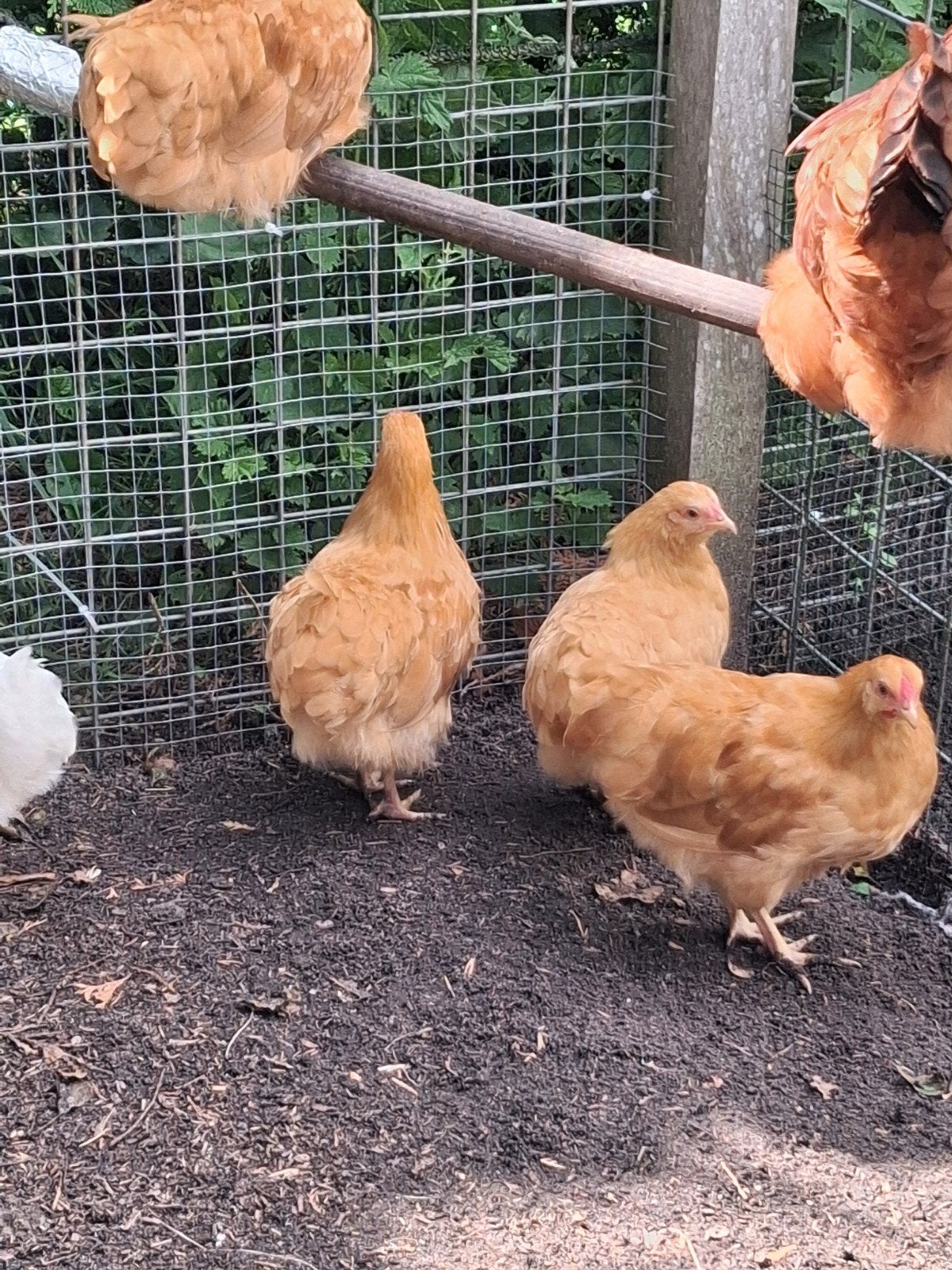 wyandotte kriel hen, Dieren en Toebehoren, Pluimvee, Vrouwelijk, Kip