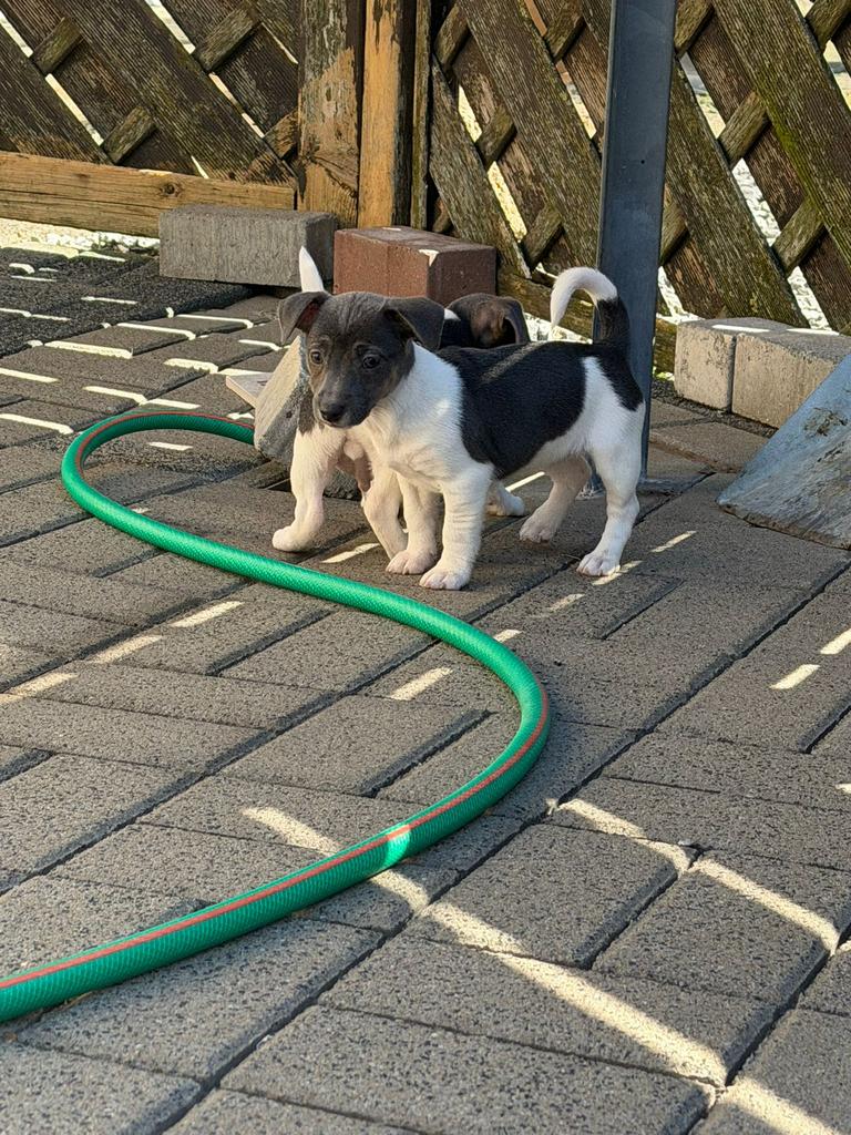 Jack Russel Pups blauw/Direct beschikbaar, Dieren en Toebehoren, Parvo, Jack Russell Terriër, 8 tot 15 weken, Meerdere