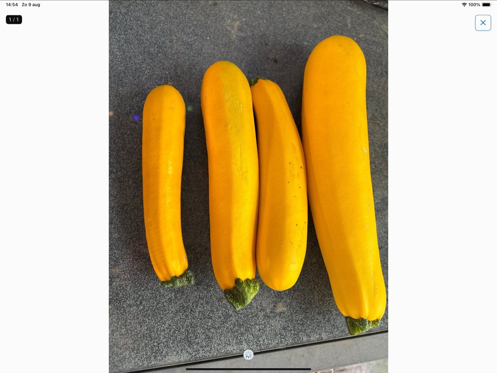 Gratis courgettes, Tuin en Terras, Planten | Tuinplanten, Ophalen