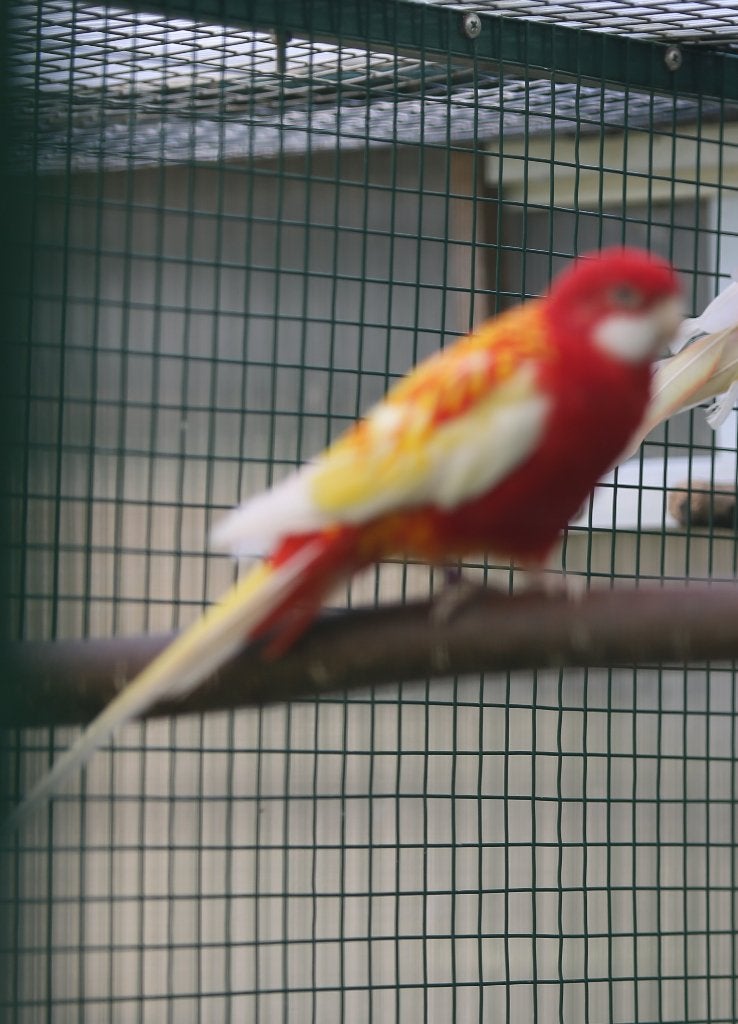 Rubino Rosella man, Dieren en Toebehoren, Vogels | Parkieten en Papegaaien, Mannelijk, Parkiet, Geringd