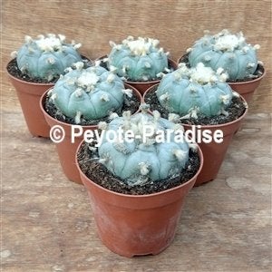Peyote minstens 12 jaar oud - Lophophora williamsii, Huis en Inrichting, Ophalen of Verzenden, Minder dan 100 cm, Bloeiende kamerplant