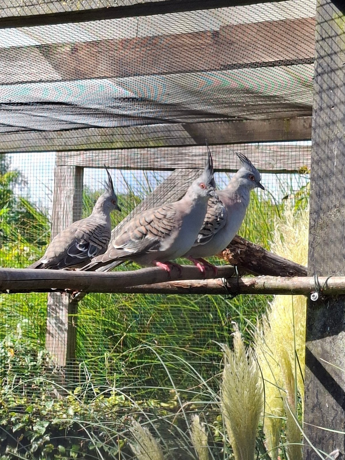 2 jonge Kuifduiven, Dieren en Toebehoren, Meerdere dieren, Overige soorten