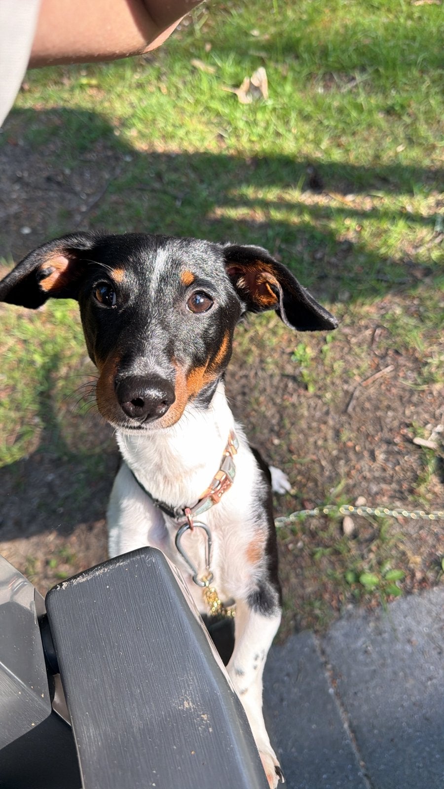 Forever home teckel reu van bijna 1 jaar., Dieren en Toebehoren, Honden | Teckels en Dashonden, 15 weken tot 1 jaar, Reu, Korthaar