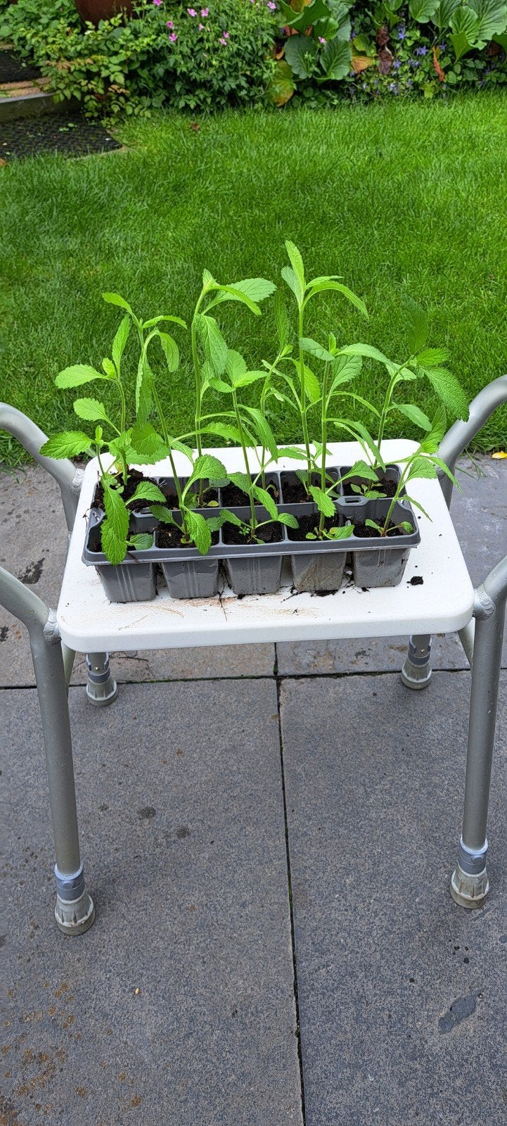 10 stuks plantjes Verbena (ijzerhard), Ophalen