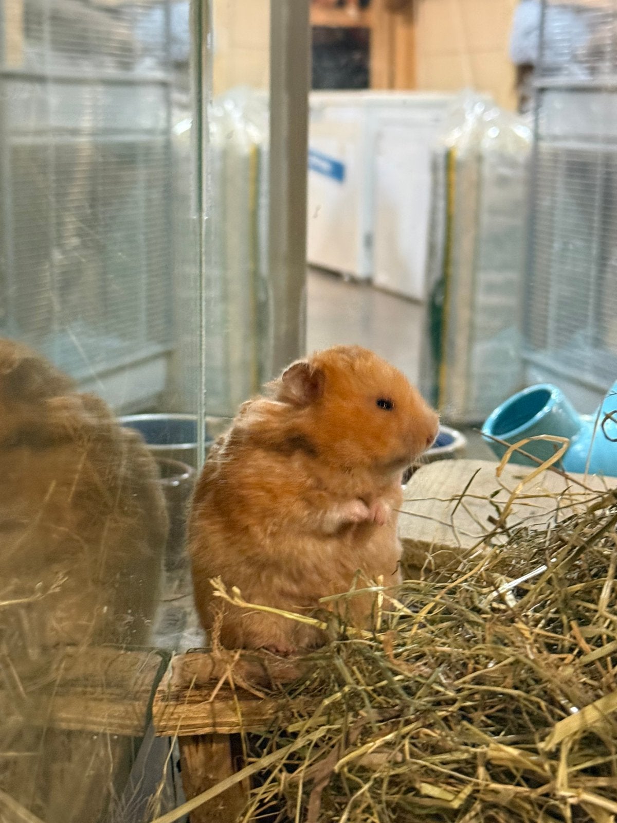 Hamsters, Dieren en Toebehoren, Hamster, Mannelijk, Mei, Tam