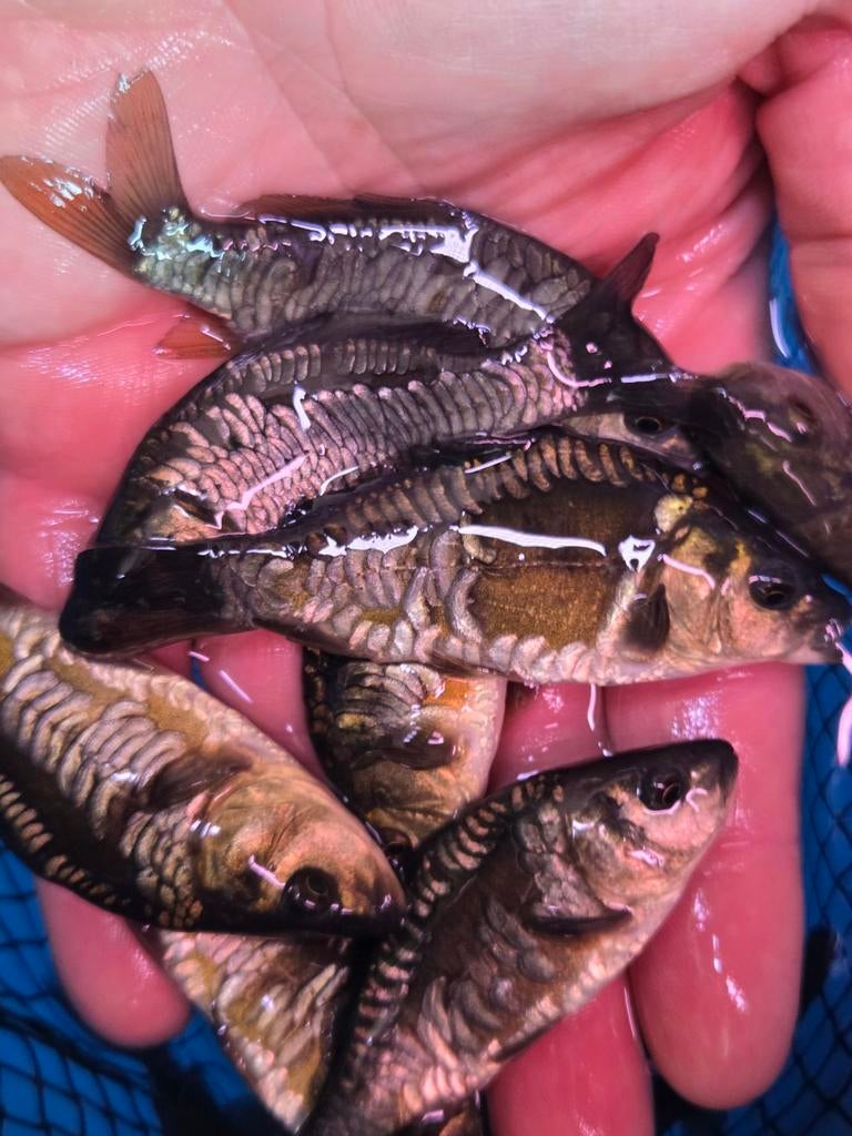 Prachtige Volschub Spiegelkarpers ca 21 - 25 cm / Koidreams, Karper of Koi