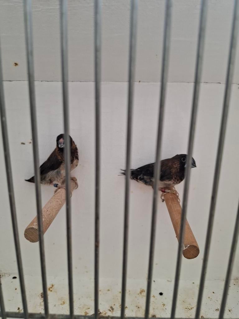 Tropenvogel, Dieren en Toebehoren, Vogels | Overige Vogels, Meerdere dieren