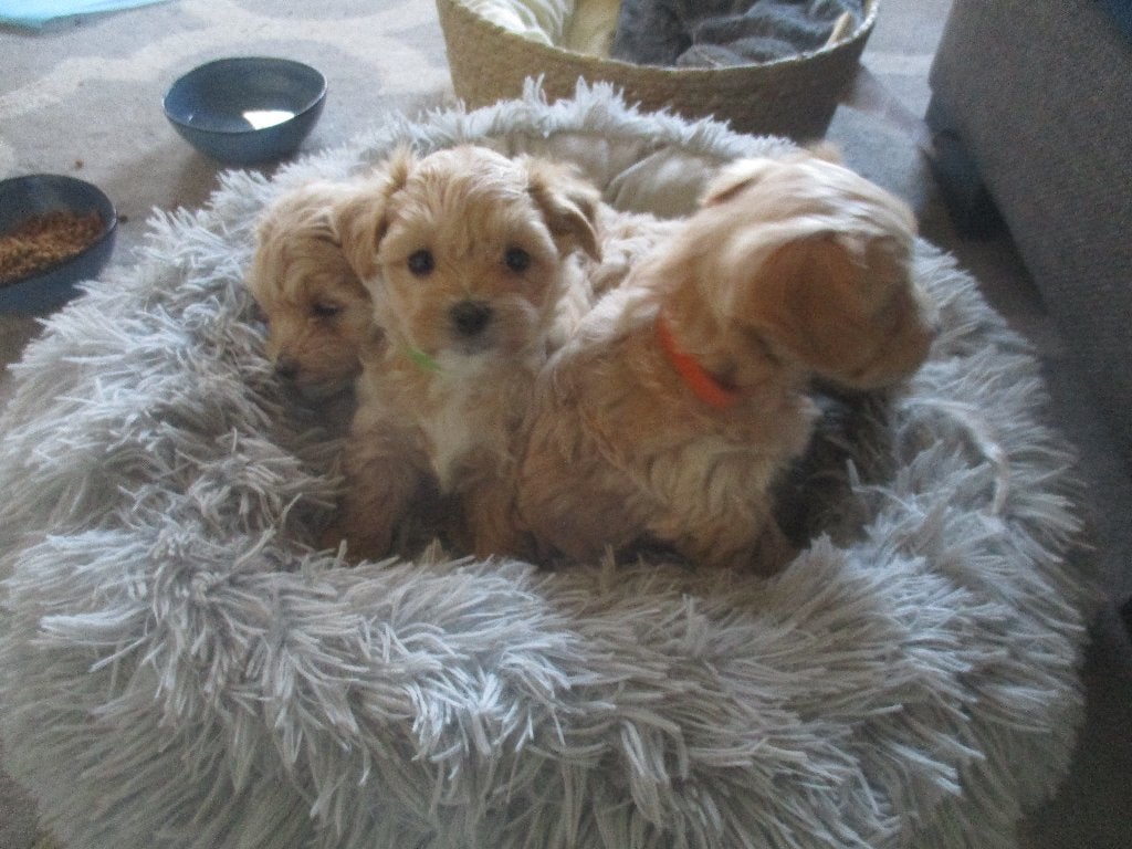 Malitpoo, Dieren en Toebehoren, Honden | Chihuahua's en Gezelschapshonden, Overige rassen, 8 tot 15 weken, Parvo, Meerdere