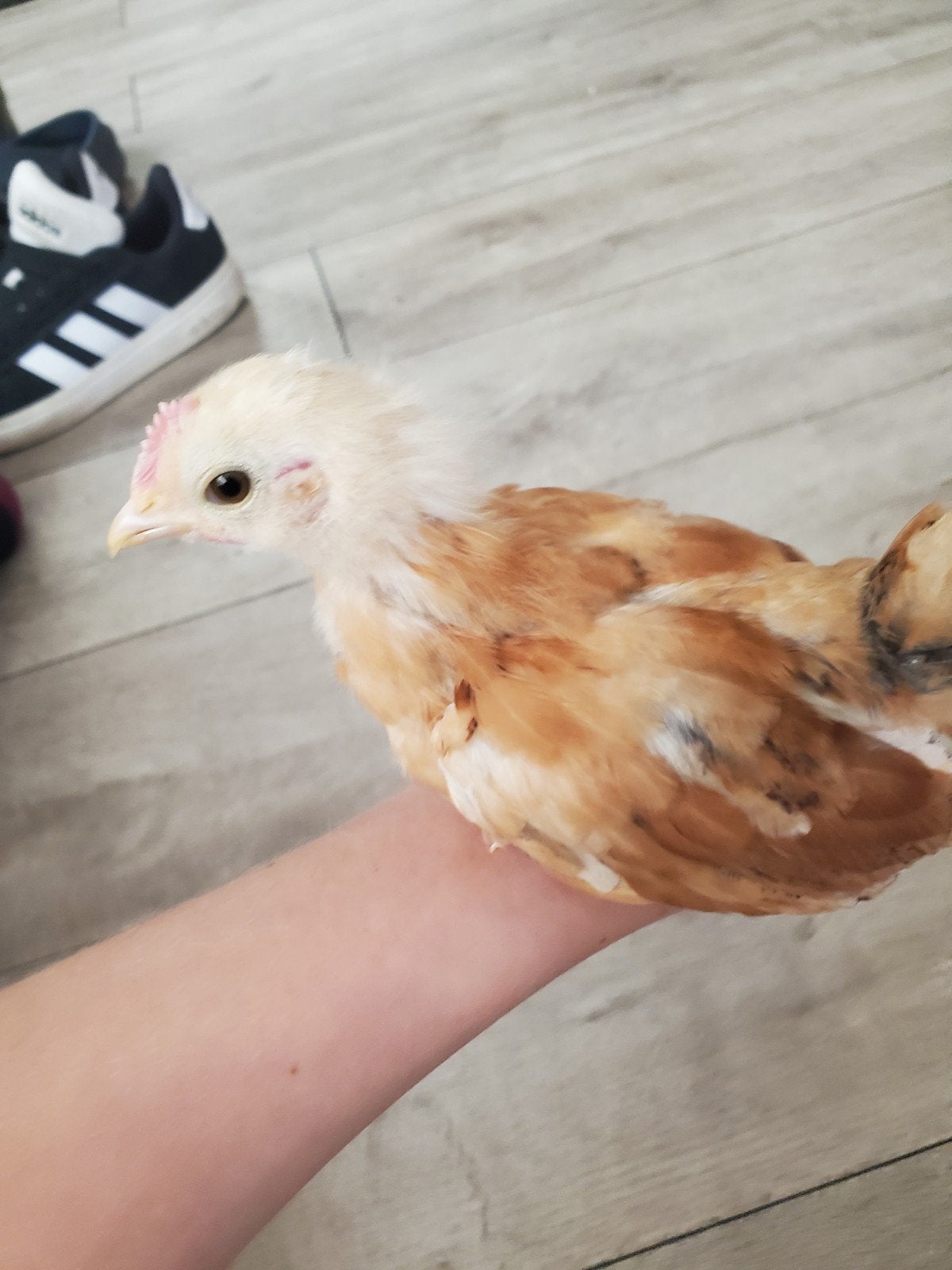 serama haantje 6 weken ruilen tegen hen, Dieren en Toebehoren, Mannelijk, Kip