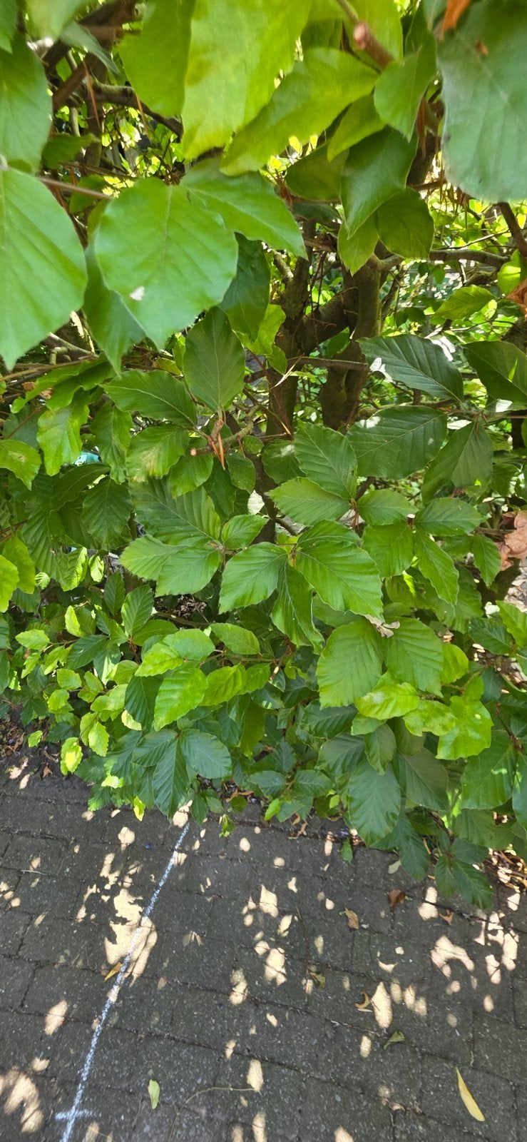 5 beuken en 2 hazelaars gratis af te halen, Ophalen, 100 tot 250 cm