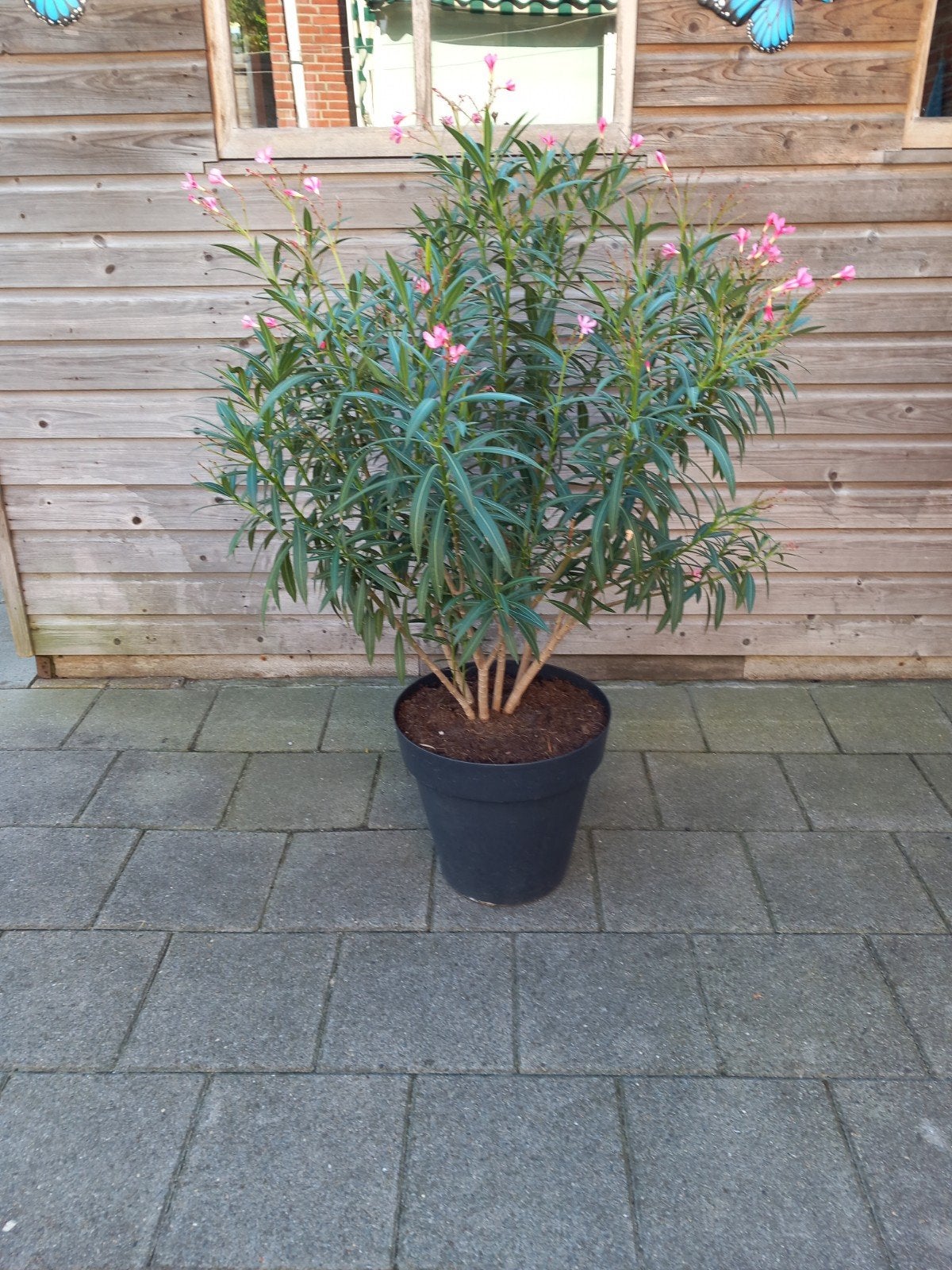 oleander, Overige soorten, 100 tot 250 cm, Zomer, Ophalen