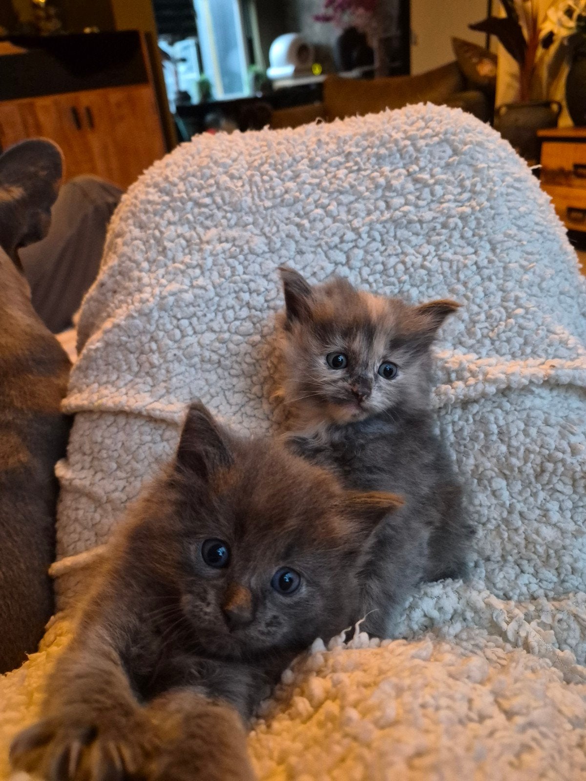 Kittens kruising ragdoll x maine coon, Dieren en Toebehoren, Meerdere dieren, Ontwormd, 0 tot 2 jaar