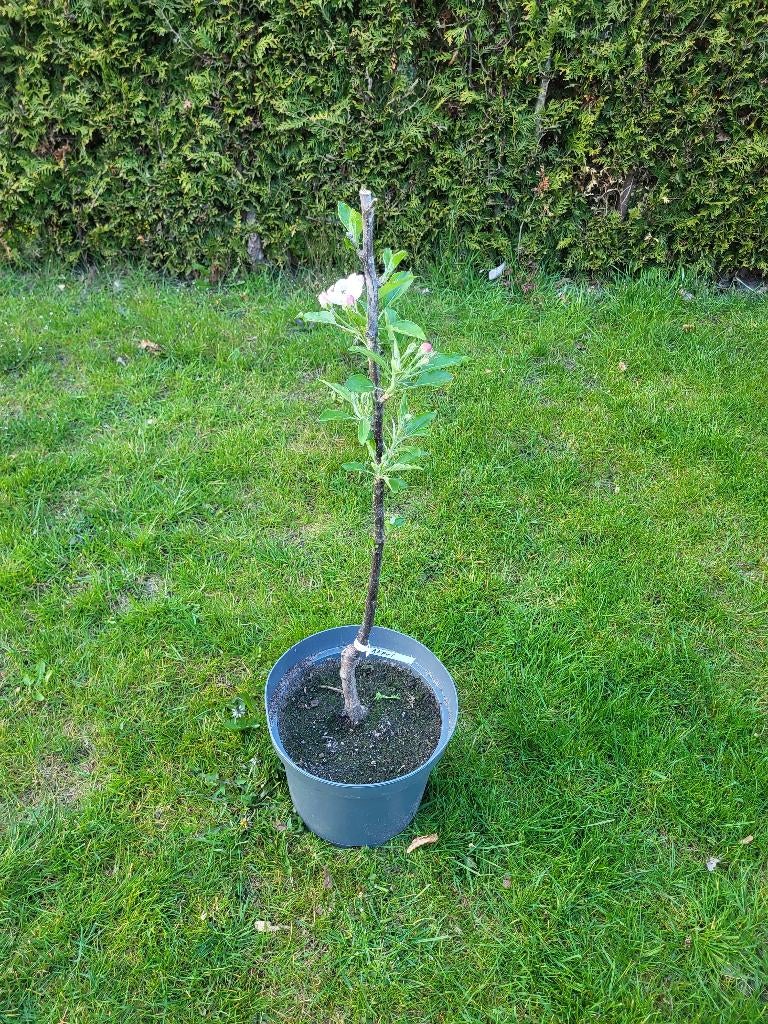 Appelboom, Ophalen, Minder dan 100 cm, Lente, Volle zon