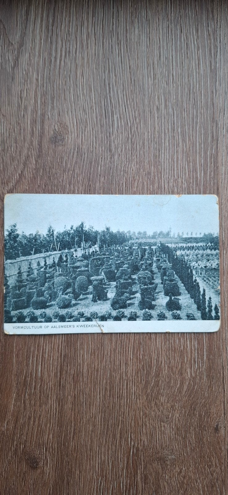 Aalsmeer,  Vormcultuur op Aalsmeer's Kweekerijen, Ophalen of Verzenden, 1940 tot 1960