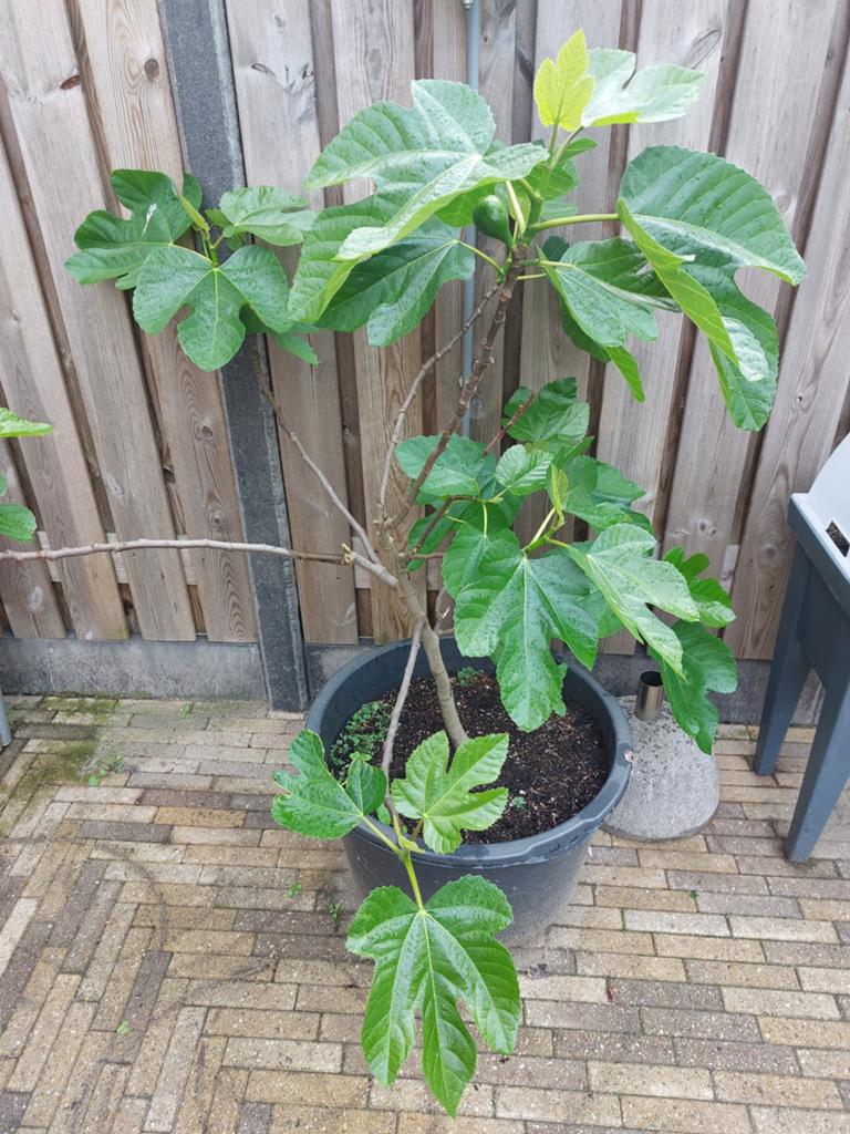 Vijgenboom 'All Year Héctor' - Ficus carica, Tuin en Terras, Ophalen, Volle zon, Vaste plant, Zomer