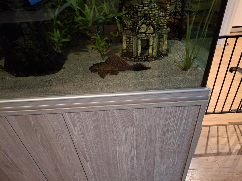 Zeilvin pleco, Vis