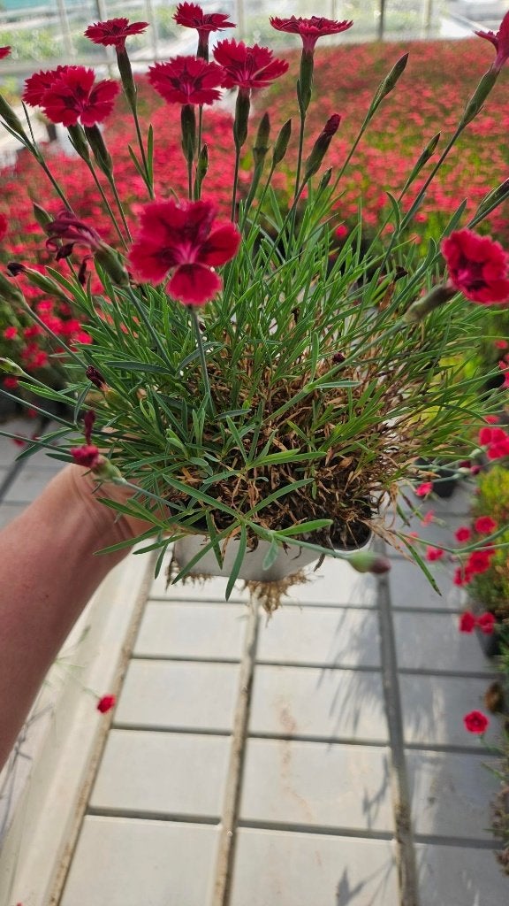 Restpartij 250x Dianthus - Rode bloem - vaste plant, Bodembedekkers, Vaste plant, Ophalen of Verzenden, Halfschaduw