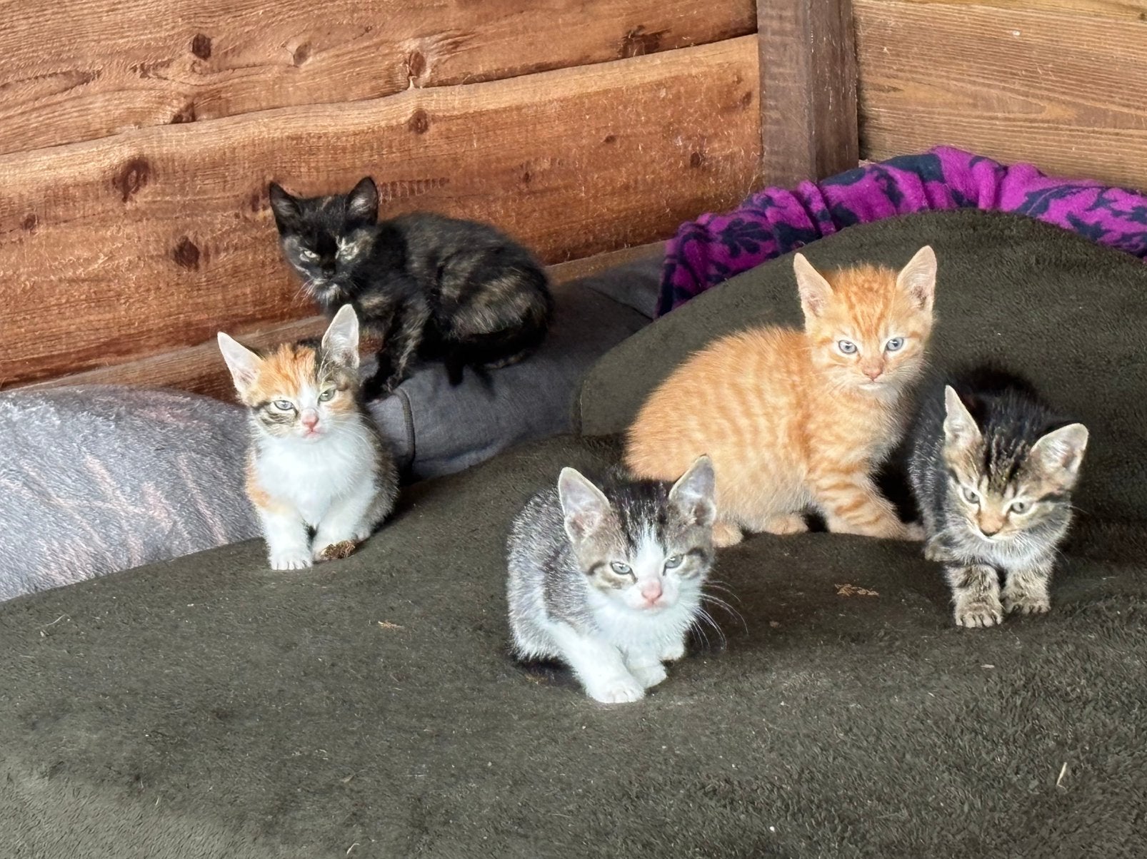 Kittens, Meerdere dieren