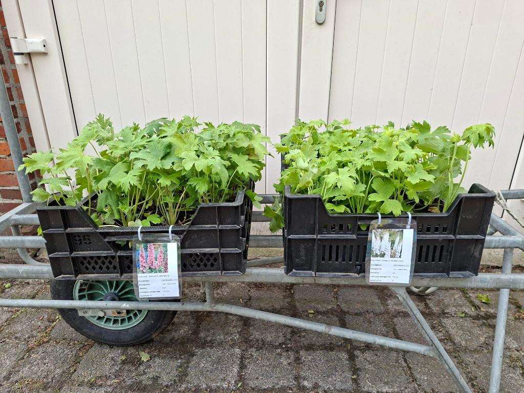 Mooie soorten Delphinium (Ridderspoor) in pot!, Tuin en Terras, Ophalen, Overige soorten, Volle zon