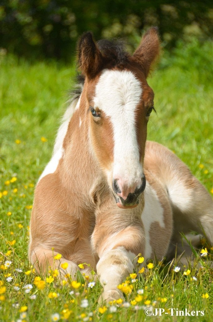 Tinker merrie veulen, Minder dan 160 cm, Niet van toepassing, 0 tot 2 jaar, Recreatiepaard