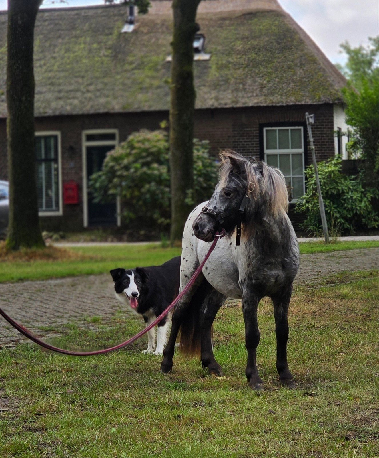 Prachtige appaloosa jaarling hengstje!, Merrie, Met stamboom, Niet van toepassing, A pony (tot 1.17m)
