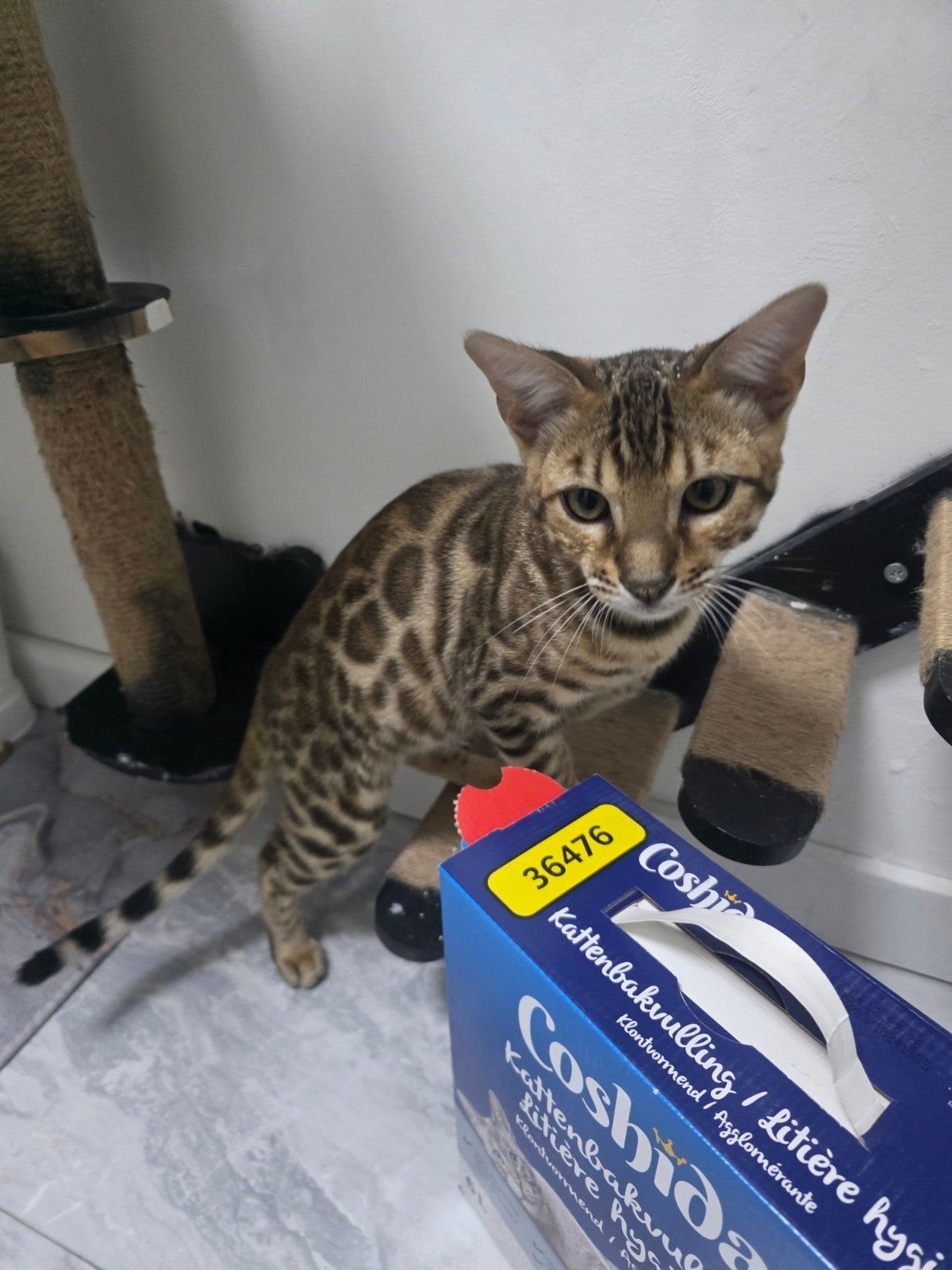 Mooie lieve Bengaalse kater,, Dieren en Toebehoren