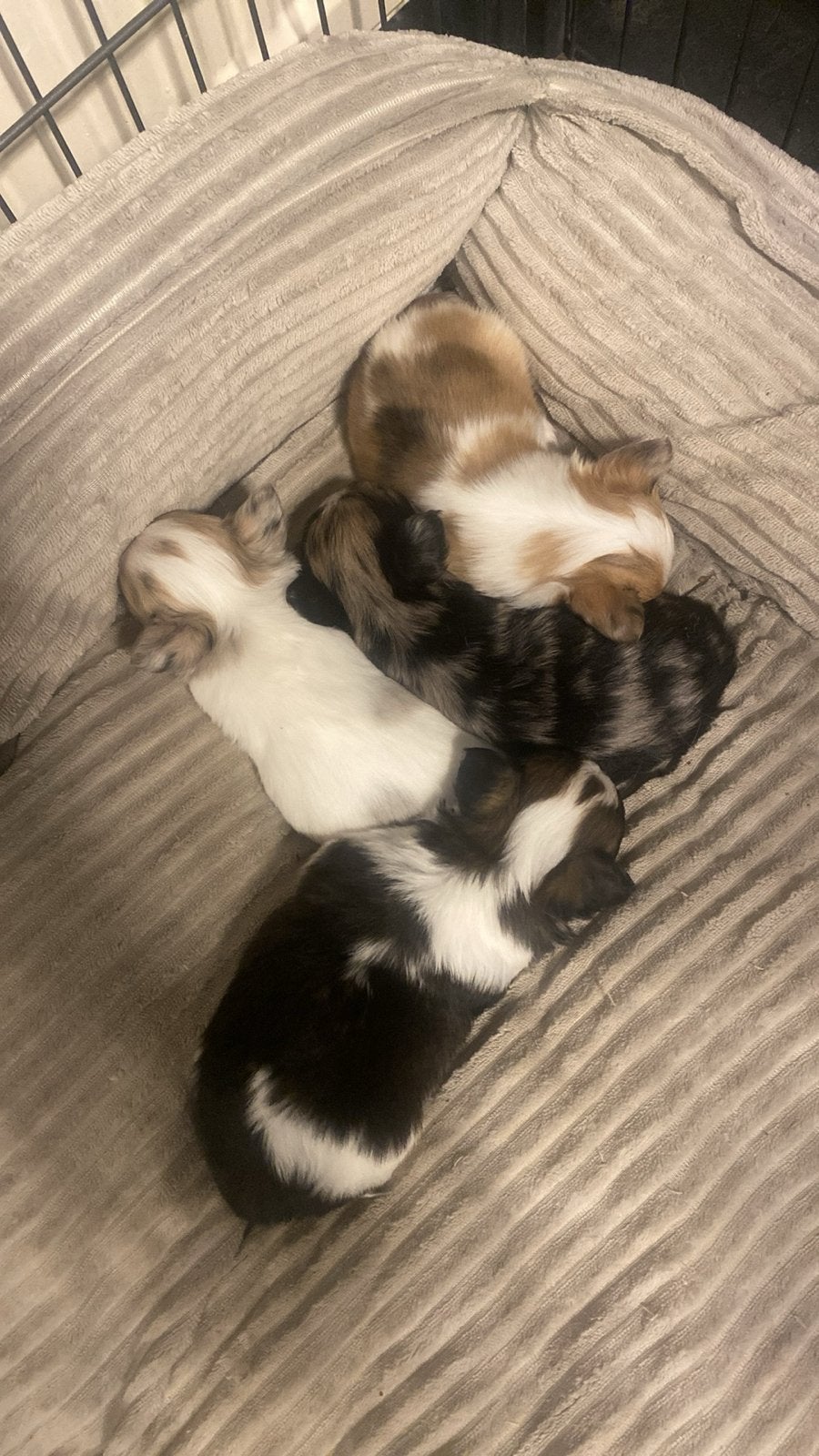 Mooie langharige chihuahua pups, 8 tot 15 weken, Parvo, Meerdere, Meerdere dieren