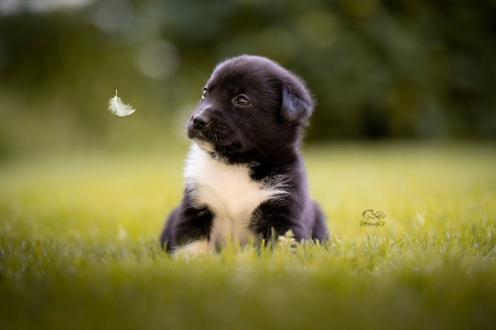 Huskador pupjes (Labrador x Husky), 8 tot 15 weken, Labrador retriever, Meerdere, Meerdere dieren