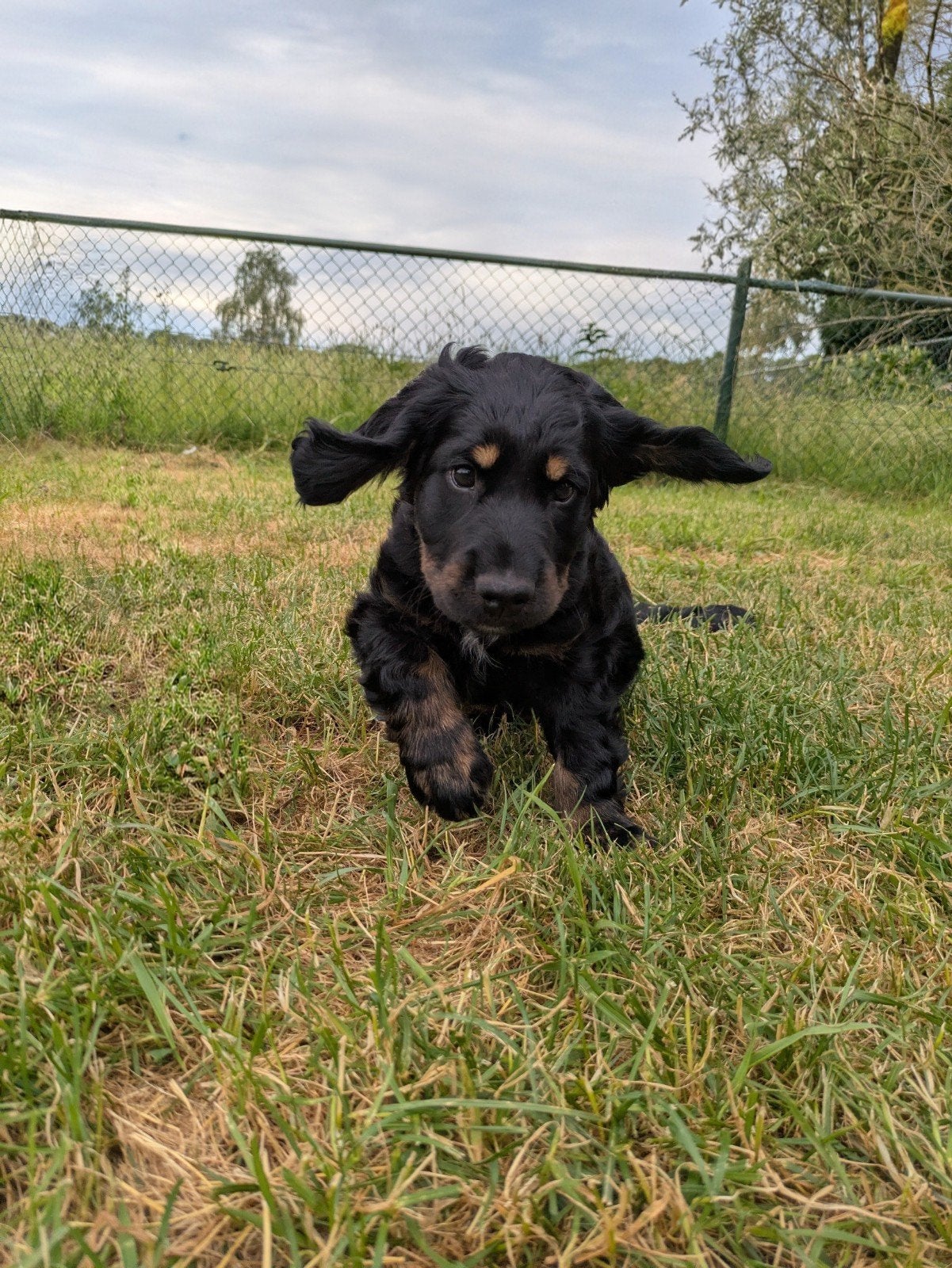 Lieve Cockapoo pups te koop, Overige rassen, 8 tot 15 weken, Meerdere, Meerdere dieren