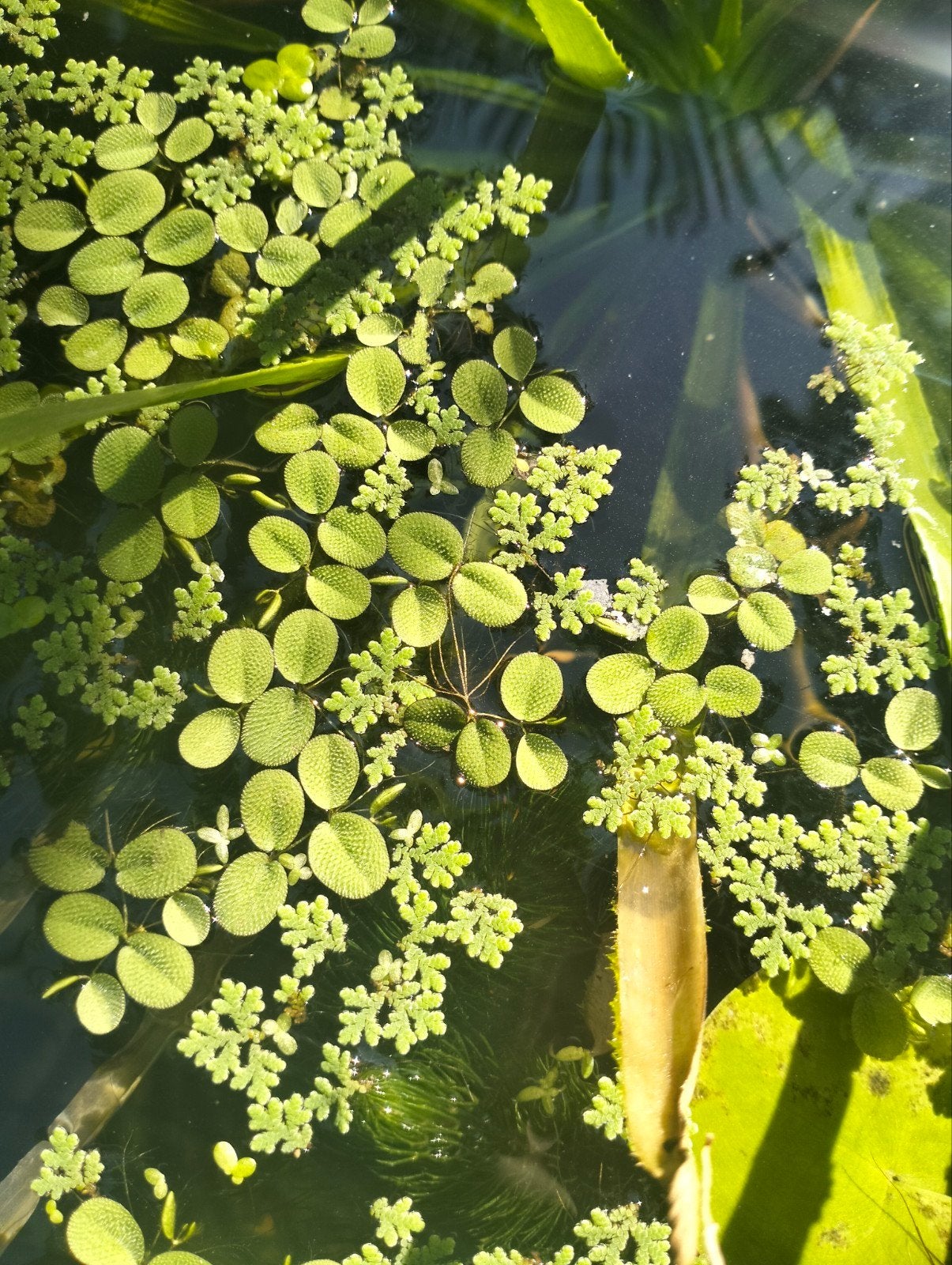 Kroosvaren en Vlotvaren, Drijfplanten., Ophalen, Overige soorten, Volle zon