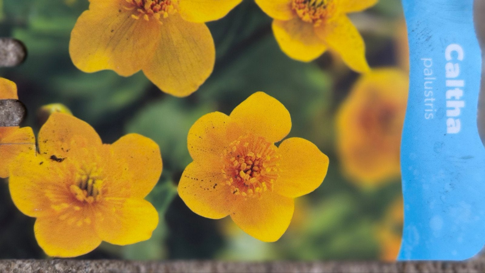 Caltha palustris - Moerasgoudsbloem - Waterplant, Volle zon, Vaste plant, Ophalen of Verzenden, Vijverplanten