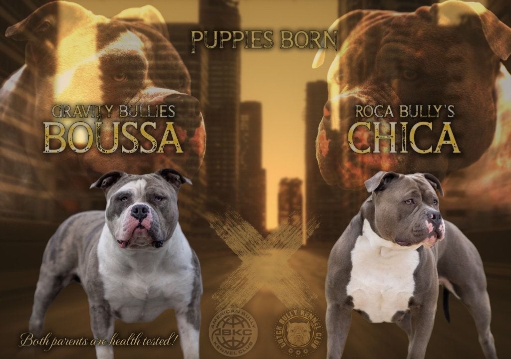 American Bully pups, Dieren en Toebehoren, Honden | Bulldogs, Pinschers en Molossers, Parvo, België, Fokker | Hobbymatig, 8 tot 15 weken