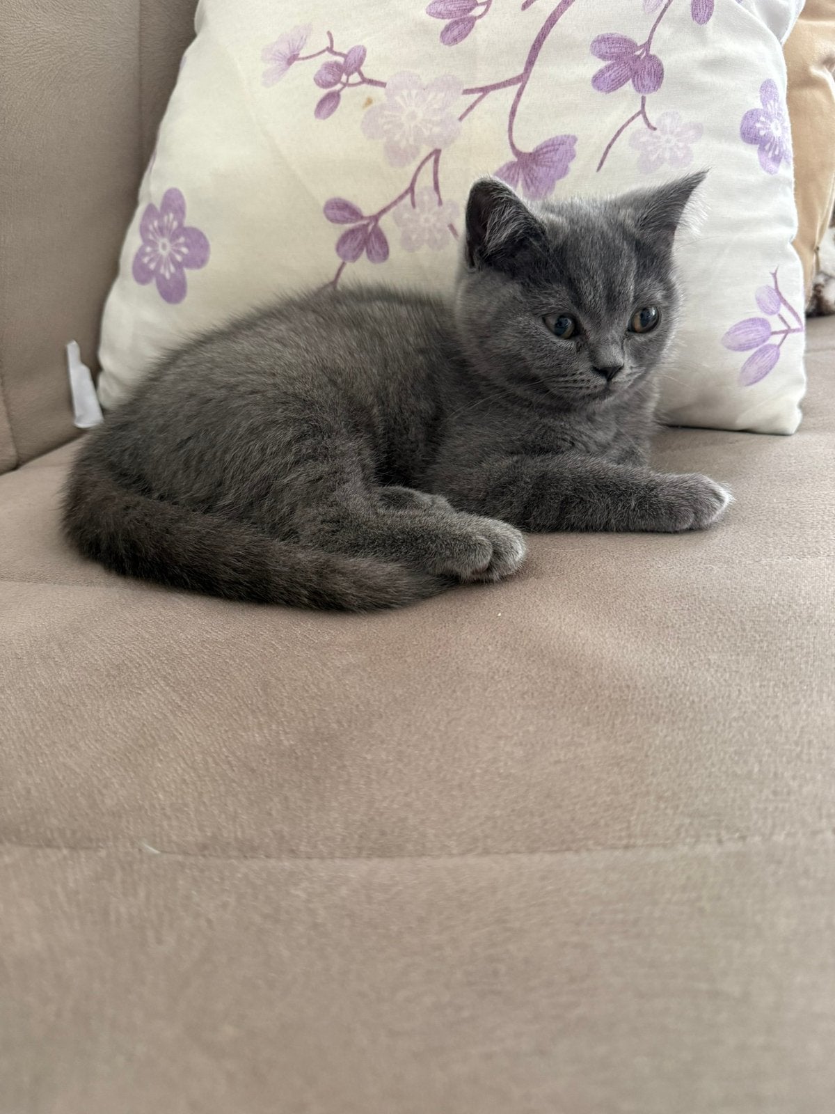 Raszuiver Britse korthaar kittens, Poes, Ontwormd, 0 tot 2 jaar