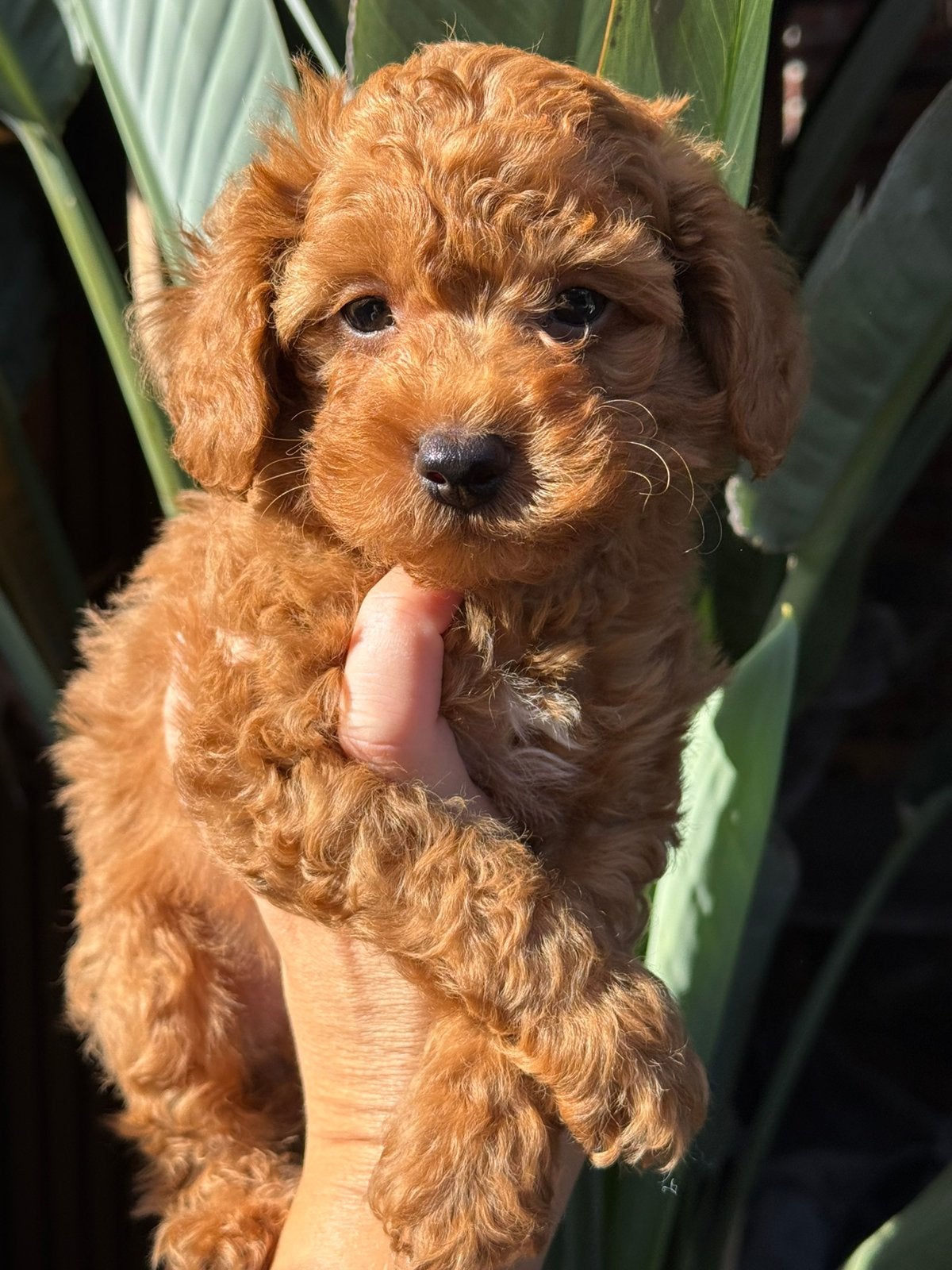 Mini labradoodle pups zoeken forever home, Overige rassen, CDV (hondenziekte), 8 tot 15 weken, Meerdere