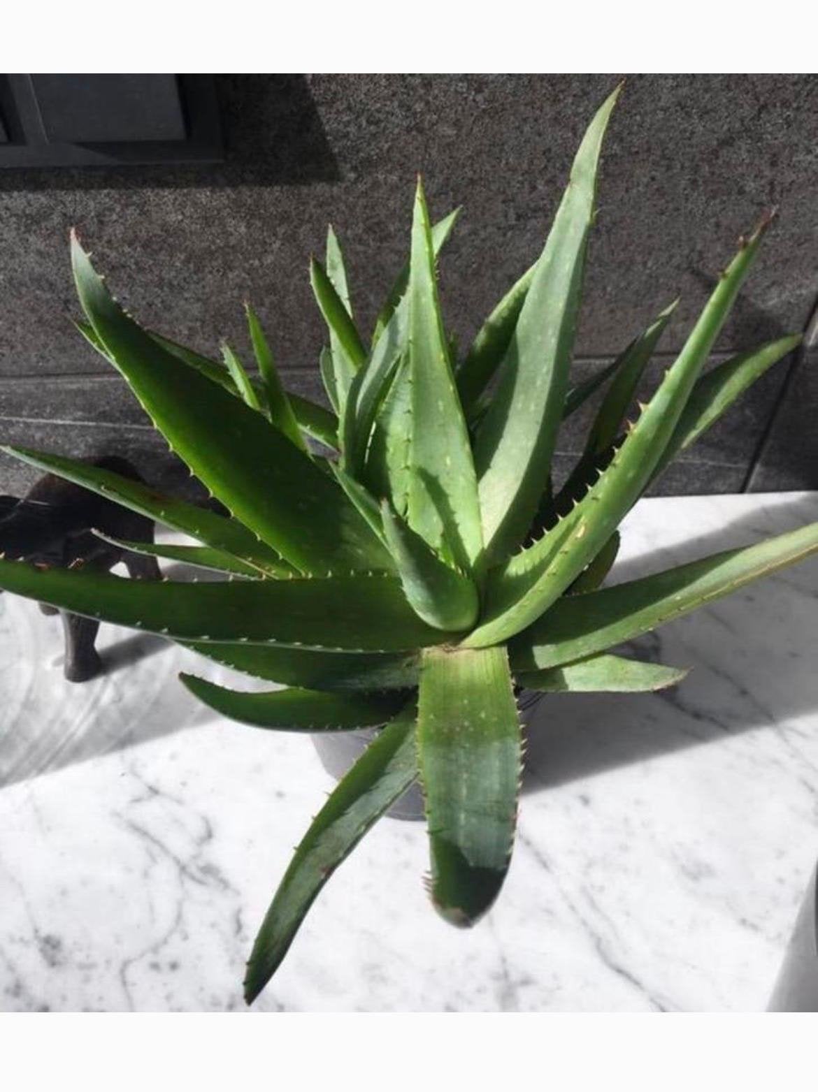 Grote mooie gezonde biologische Aloë Vera plant in pot, Huis en Inrichting, Kamerplanten, Ophalen, Vetplant, In pot, Minder dan 100 cm