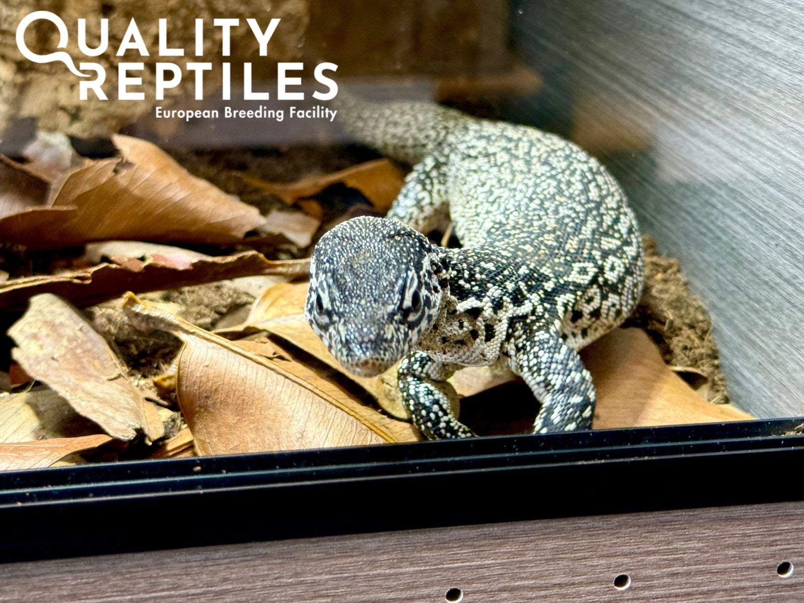 Mannelijke varanus similis (gevlekte boomvaraan) met terra Monitor Lizard - male for sale from Quality Reptiles