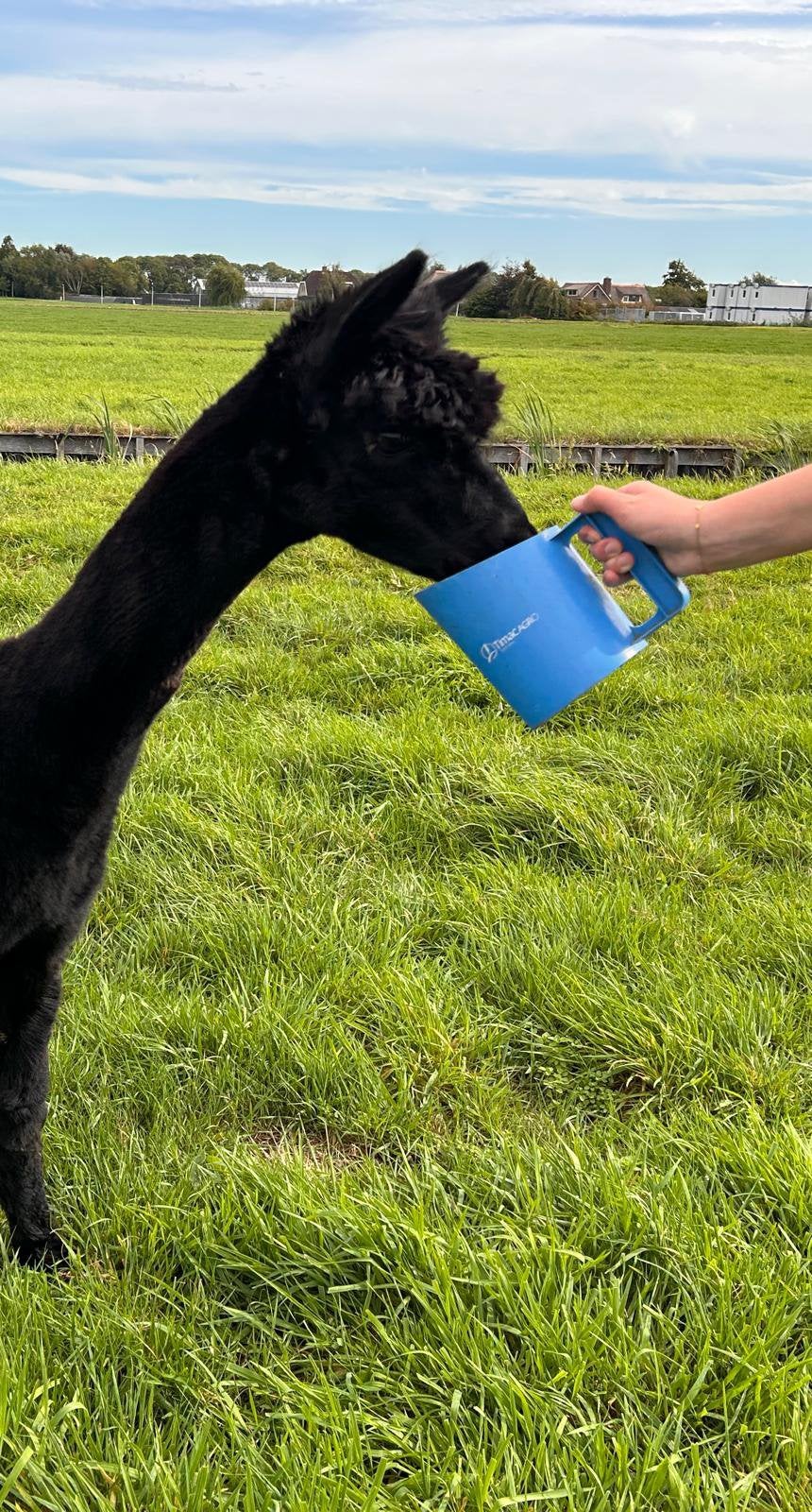 Foto 3 van Mooie zwarte alpaca hengst